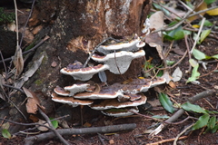 Polyporales