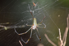 Trichonephila clavipes