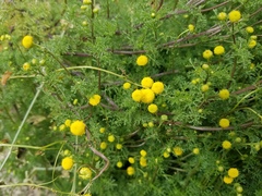 Oncosiphon pilulifer