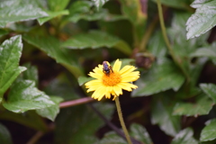 Hymenoptera