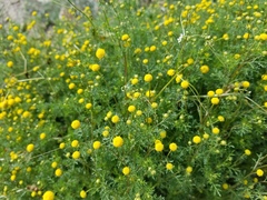 Oncosiphon pilulifer