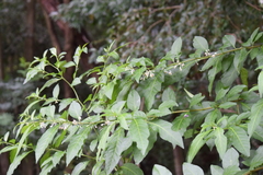 Magnoliopsida