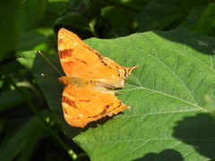 Hypanartia paullus