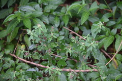 Magnoliopsida
