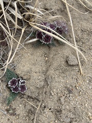 Vesper purpurascens