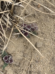 Vesper purpurascens