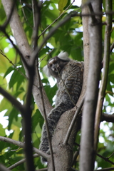 Callithrix jacchus