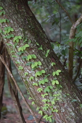 Magnoliopsida