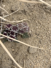 Vesper purpurascens