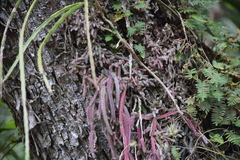 Lepismium cruciforme