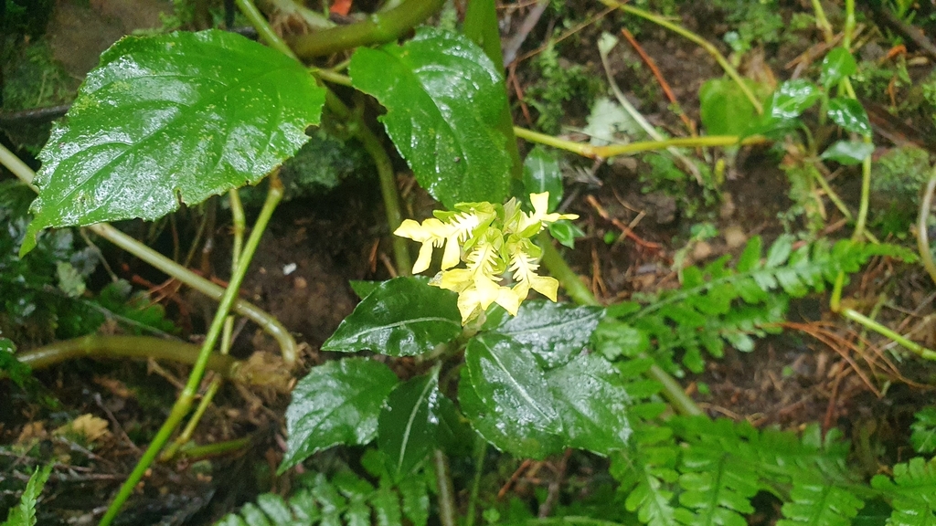 Odontochilus lanceolatus