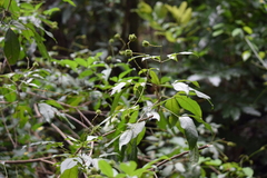 Magnoliopsida
