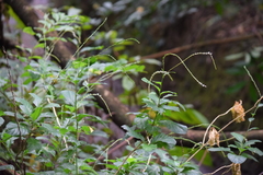 Magnoliopsida