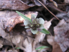 Obolaria virginica