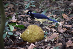 Cyanocorax chrysops