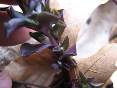 Obolaria virginica