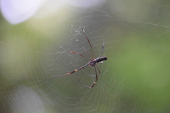 Trichonephila clavipes