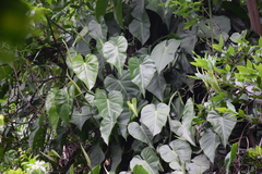 Philodendron hederaceum