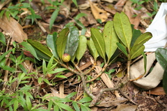 Garcinia
