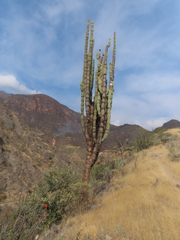 Armatocereus rauhii, photograph Manuel Roncal, CC0, iNaturalist via GBIF
