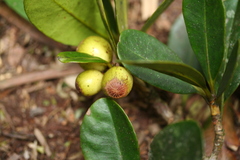 Garcinia