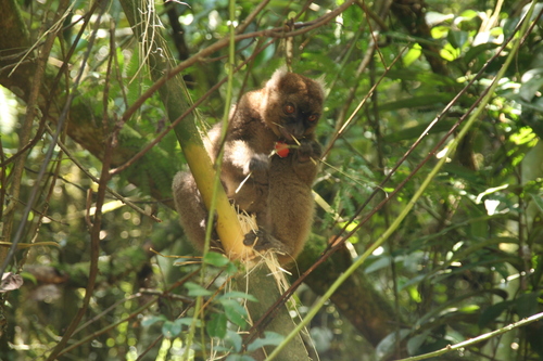 Greater Bamboo Lemur
