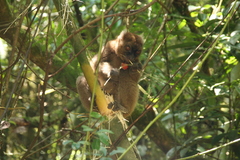 Prolemur simus