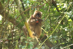 Prolemur simus