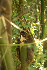 Prolemur simus