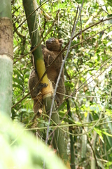 Prolemur simus
