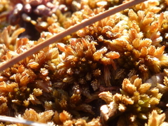 Sphagnum fuscum