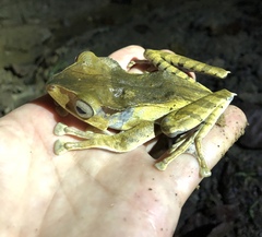 Polypedates otilophus