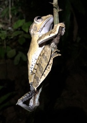 Polypedates otilophus