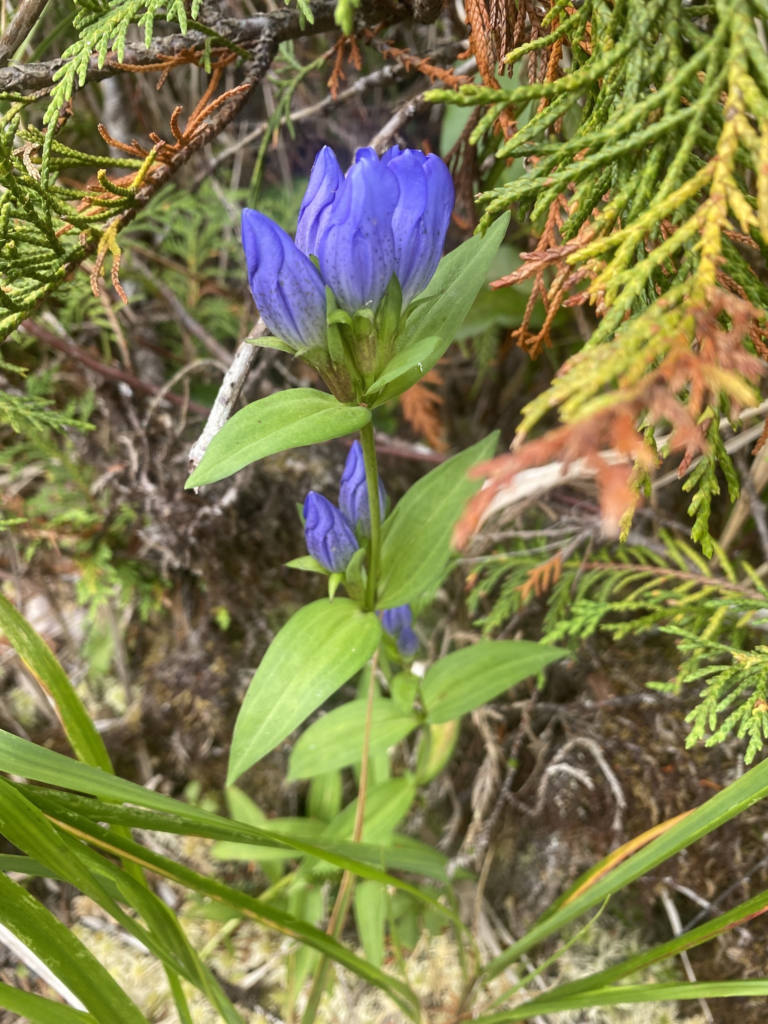 Gentiana sceptrum
