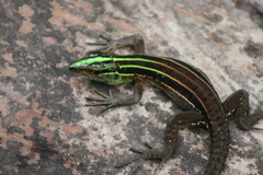 Cocha Whiptail photo 4