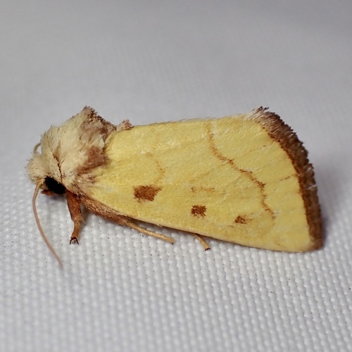 Lemon Nocloa photo 2
