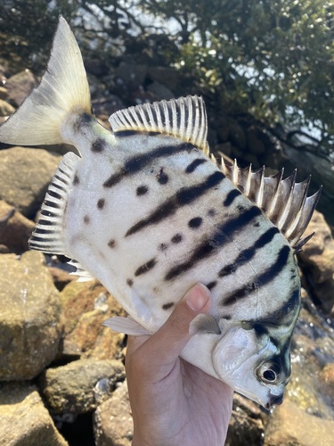 Selenotoca multifasciata
