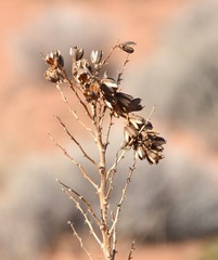 Yucca utahensis