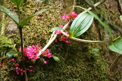 Medinilla
