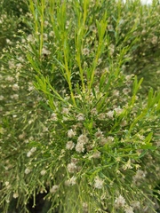 Baccharis sarothroides