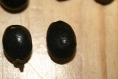 Macphersonia gracilis