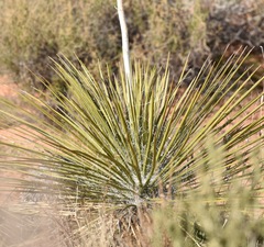 Yucca utahensis