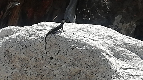 iNaturalist observation photo of Spiny Lizards