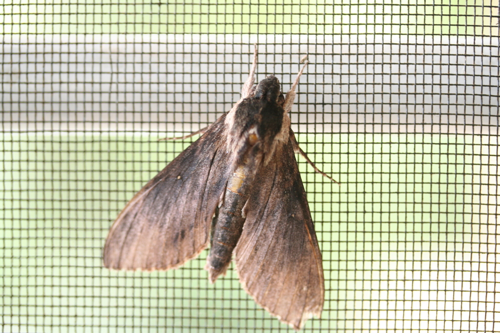 Lomocyma oegrapha