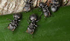 Cephalotes multispinosus