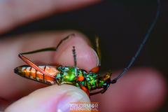 Plinthocoelium columbinum