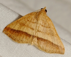 Macaria varadaria
