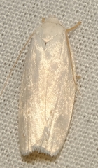 Antaeotricha albulella