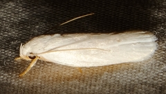 Antaeotricha albulella