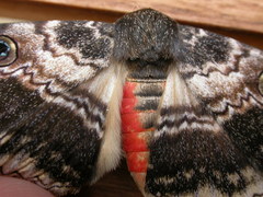 Donuca castalia